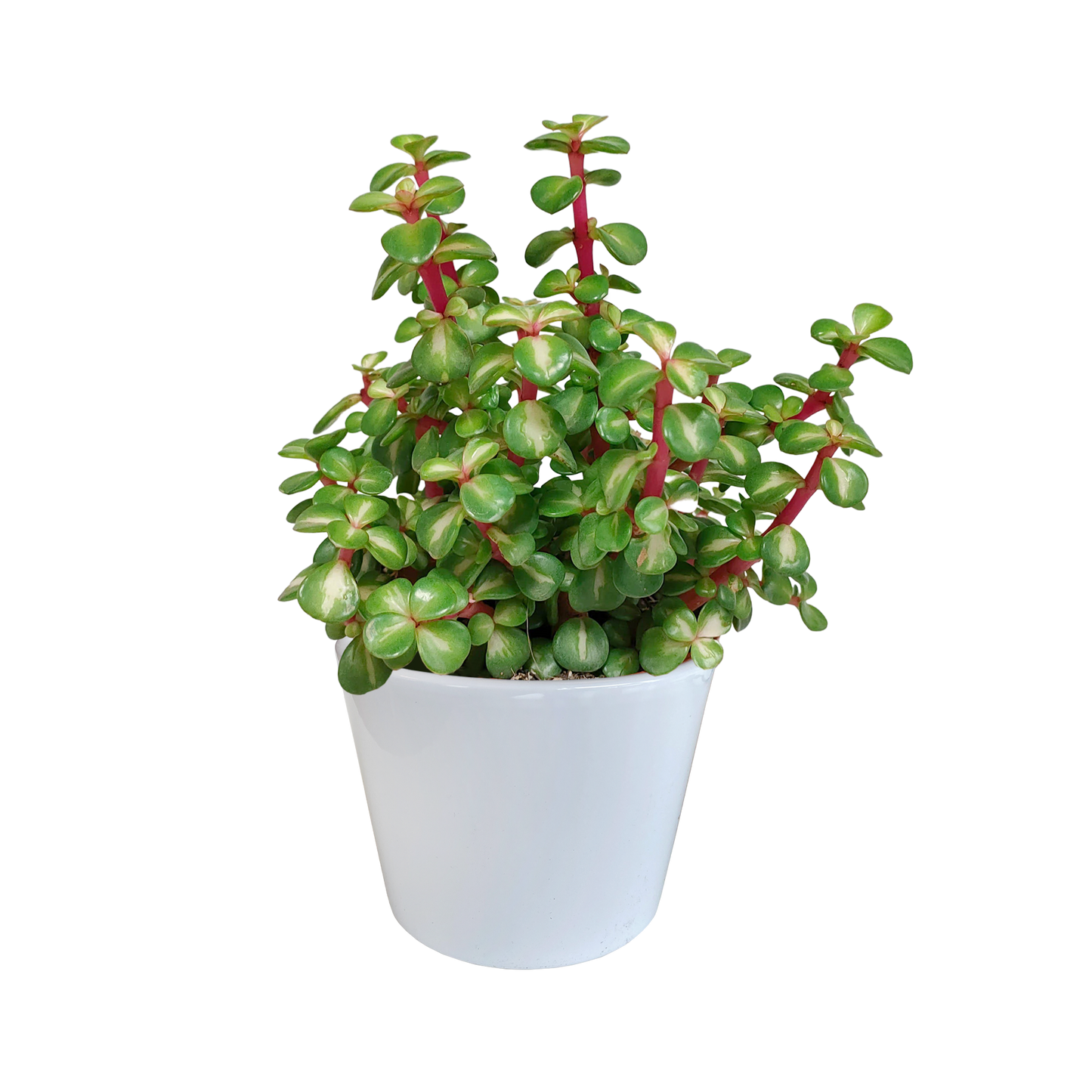 Portulacaria afra mediopicta in weißem Übertopf 10,5 cm