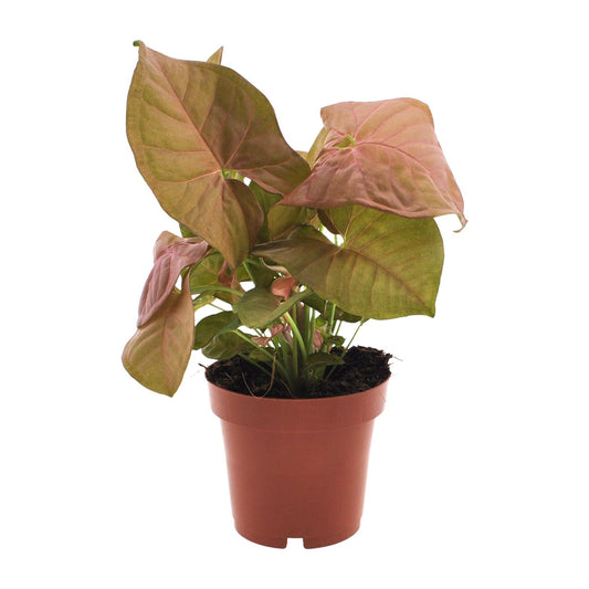 Syngonium Neon – Pflegeleichte Pfeilspitzenpflanze Ø12cm