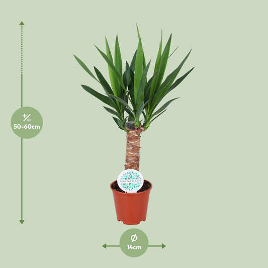 Yucca Elephantipes – Pflegeleichte Zimmerpflanze Ø14cm, 60cm hoch