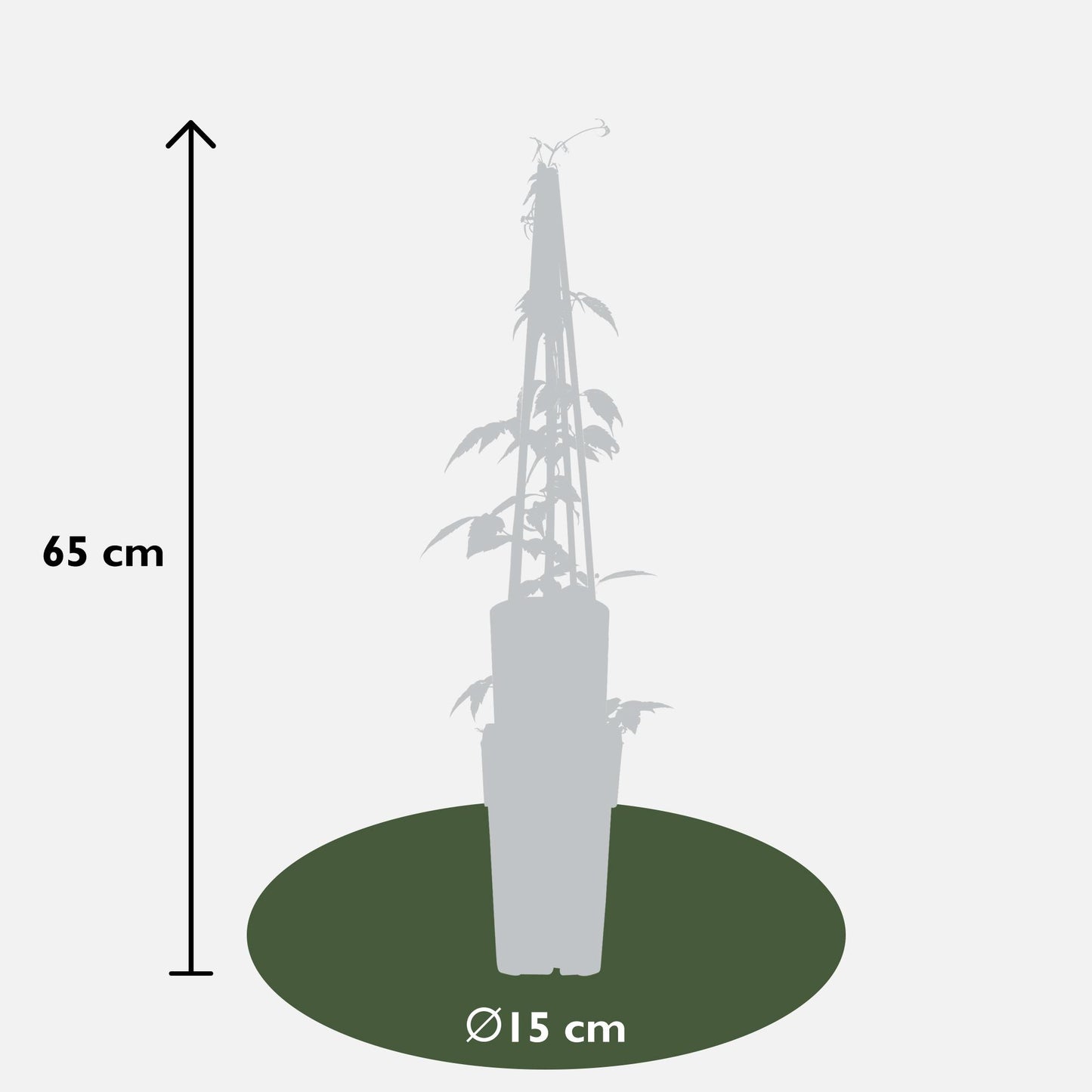 3er-Set Clematis Montana – Blühstarke Kletterpflanze