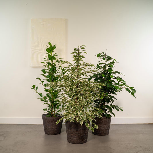 Zimmerpflanzen-Set: Ficus Benjamina & Microcarpa Ø21cm, 95cm