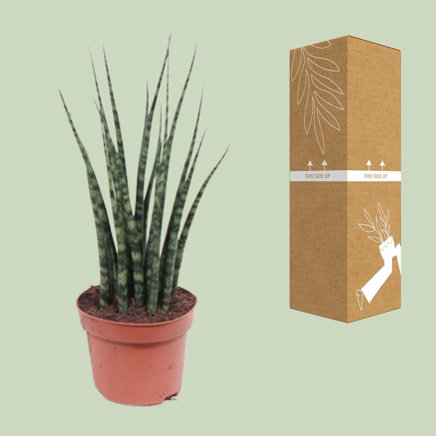 Sansevieria Fernwood Mikado – Pflegeleichte Zimmerpflanze Ø12cm