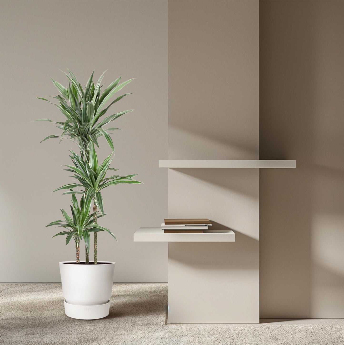 Dracaena Warneckei – Pflegeleichte Zimmerpflanze 100 cm