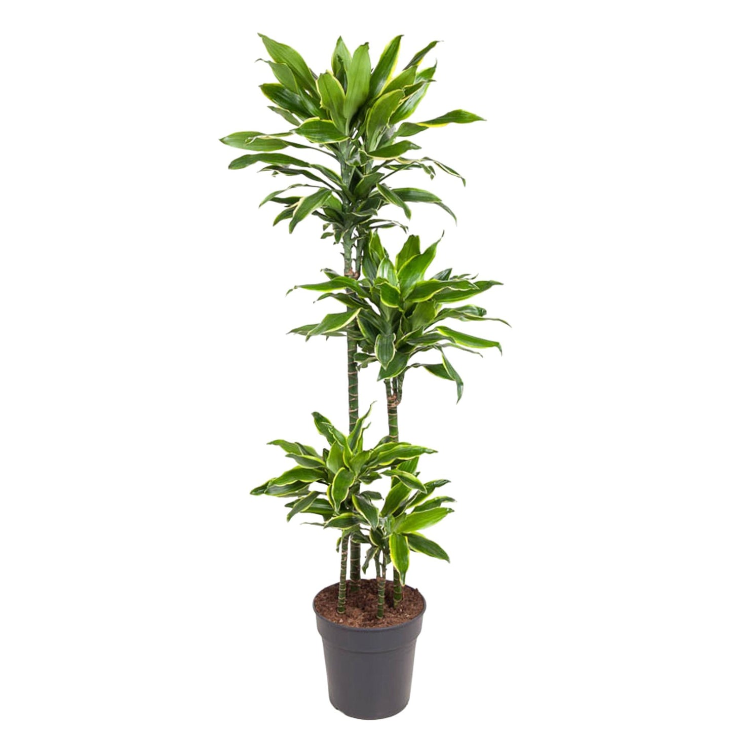 Dracaena Golden Coast – 140 cm pflegeleichte Zimmerpflanze