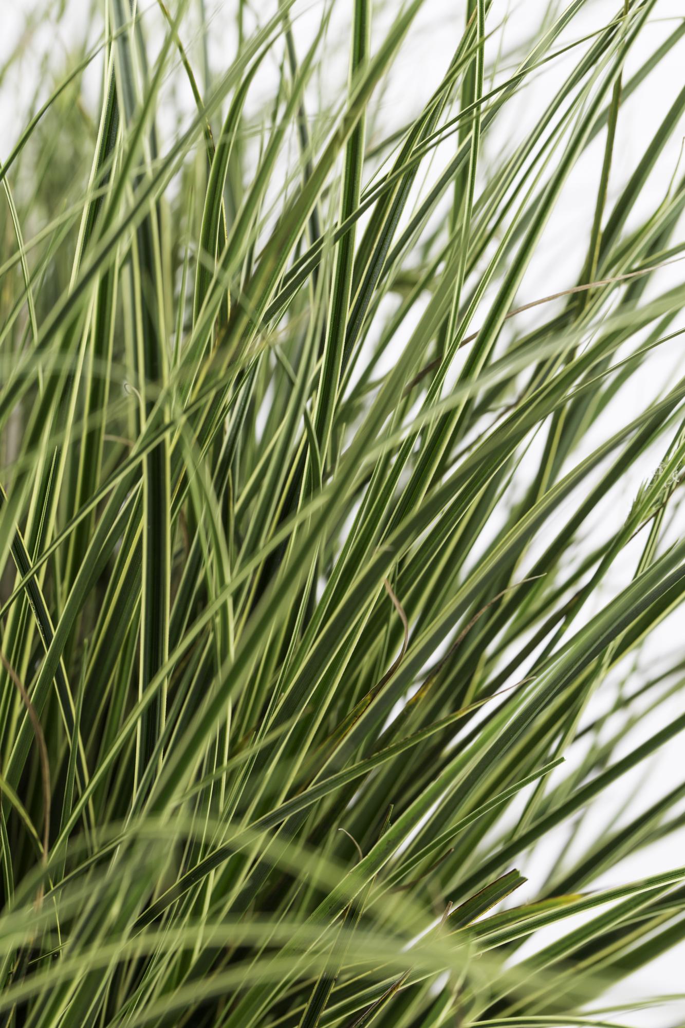 3x Carex brunnea 'Variegata' – Buntes, pflegeleichtes Ziergras Ø14cm