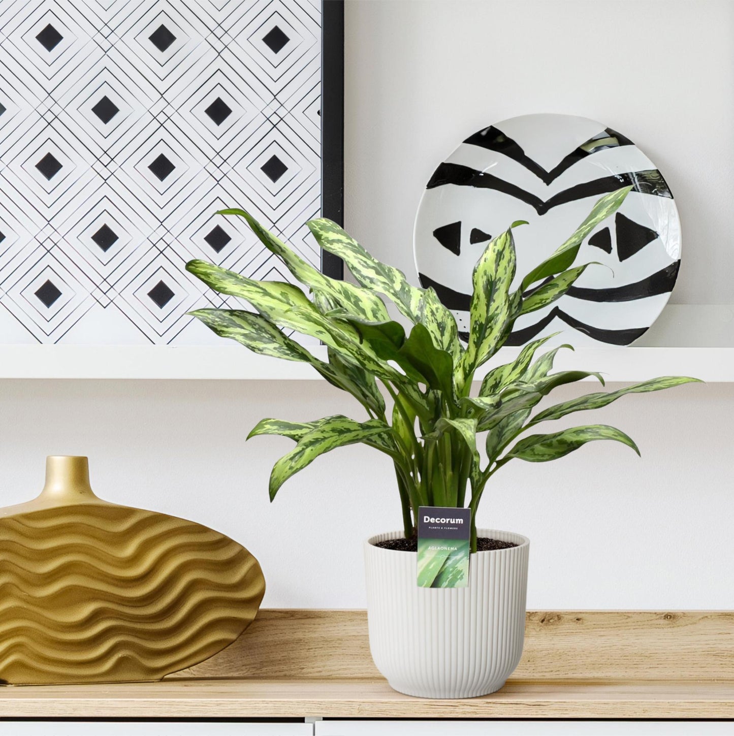 Aglaonema Juliette – Pflegeleichte Zimmerpflanze 40 cm