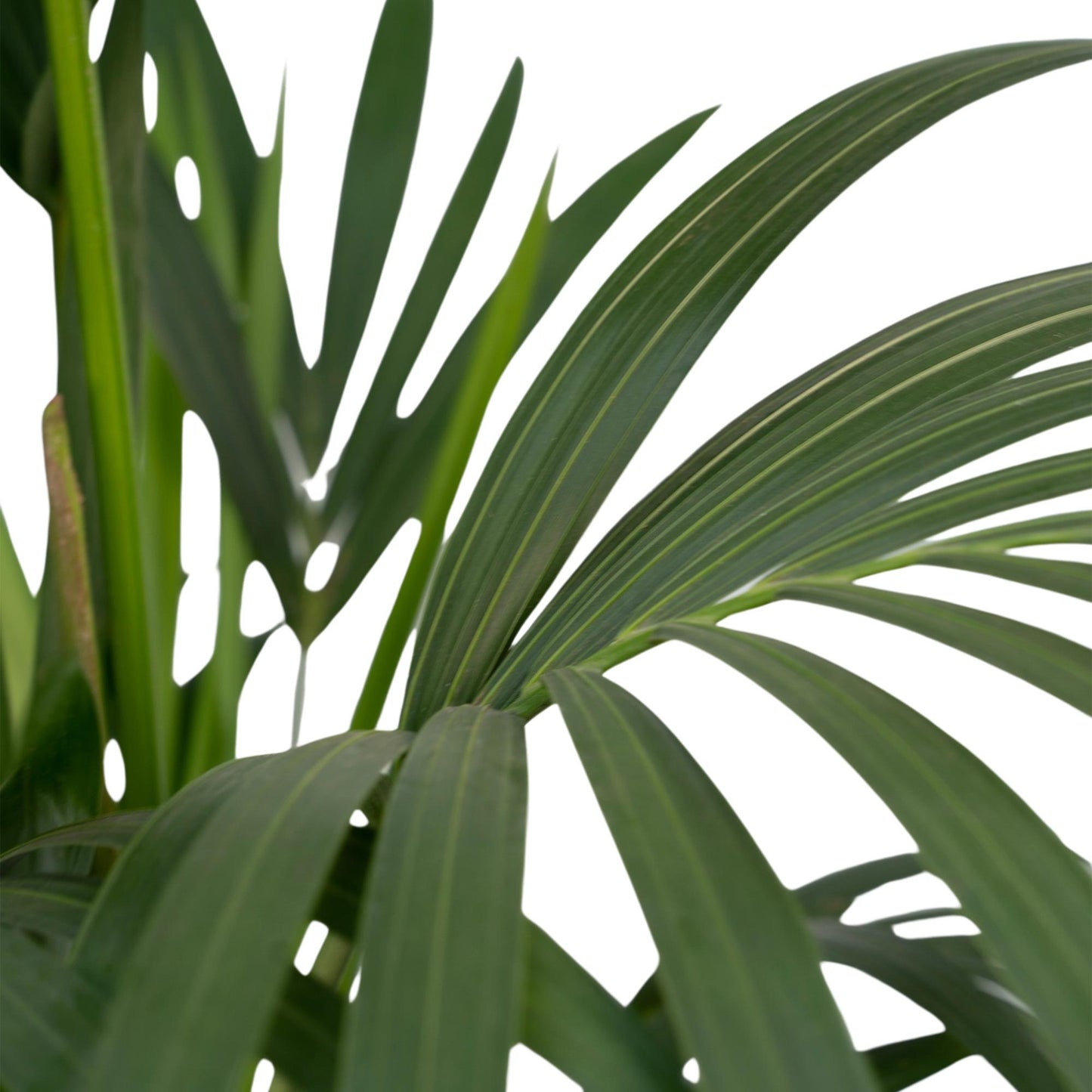 Kentia-Palme (Howea forsteriana) Ø21cm, Höhe ca. 120cm