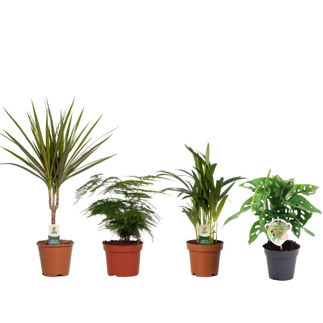 Budget Mix – 4 pflegeleichte Zimmerpflanzen Ø12/14cm