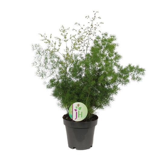 Asparagus Myriocladus – Pflegeleichter Spargel Farn Ø12cm