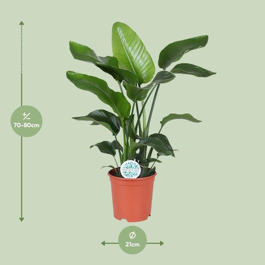 Strelitzia Nicolai – Paradiesvogelblume Ø21cm, ca. 80cm hoch