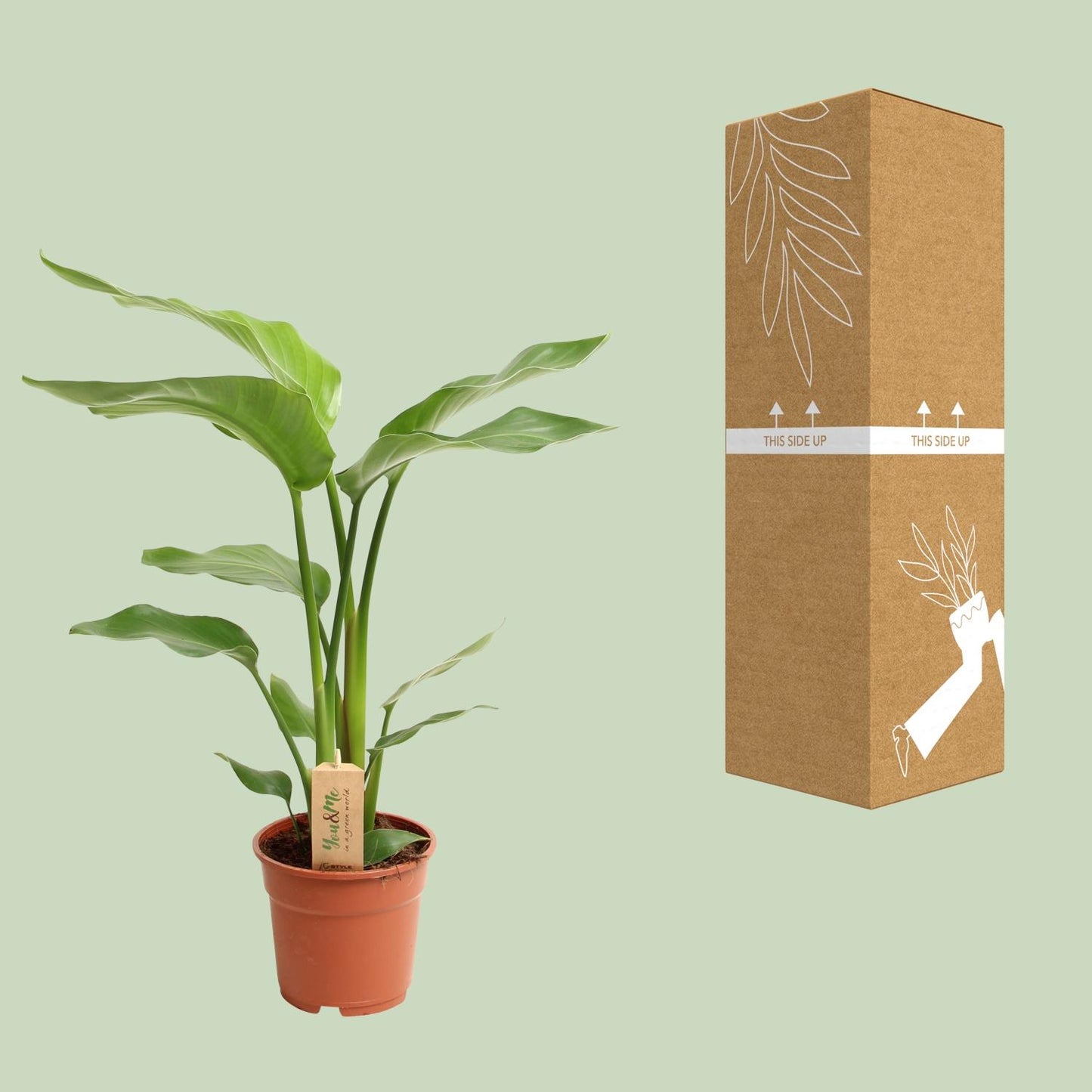 Strelitzia Nicolai – Pflegeleichte Paradiesvogel-Blume Ø17cm, 60cm hoch