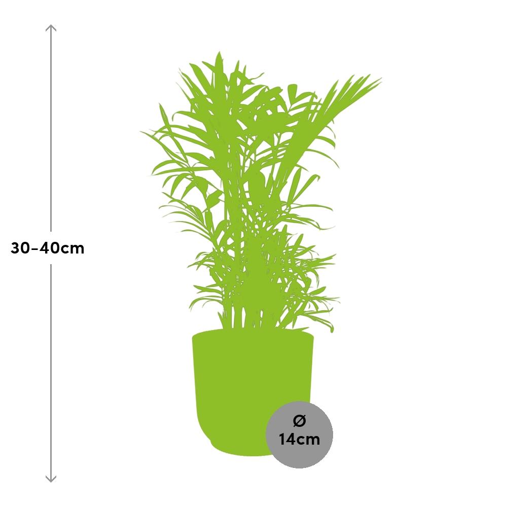 Chamaedorea Elegans Zwergbergpalme im ELHO Vibes Fold Topf rosa