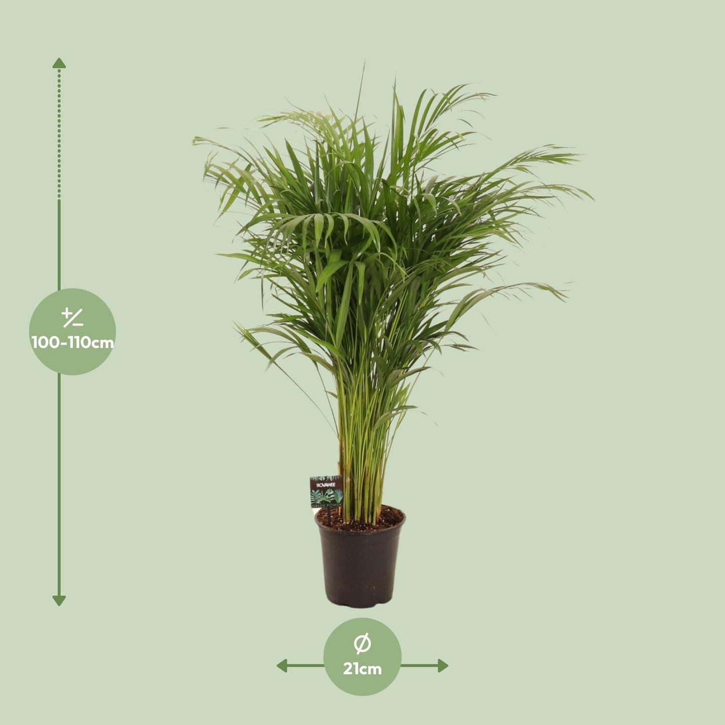 Dypsis Lutescens – Pflegeleichte Bambuspalme Ø21cm, 110cm hoch