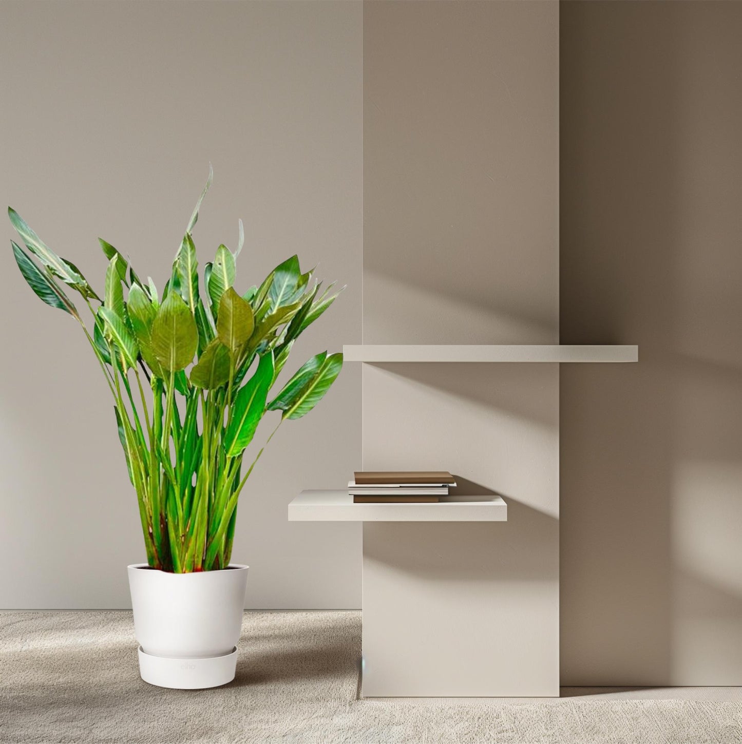 Strelitzia Reginae XL – Exotische Paradiesvogelblume 160 cm