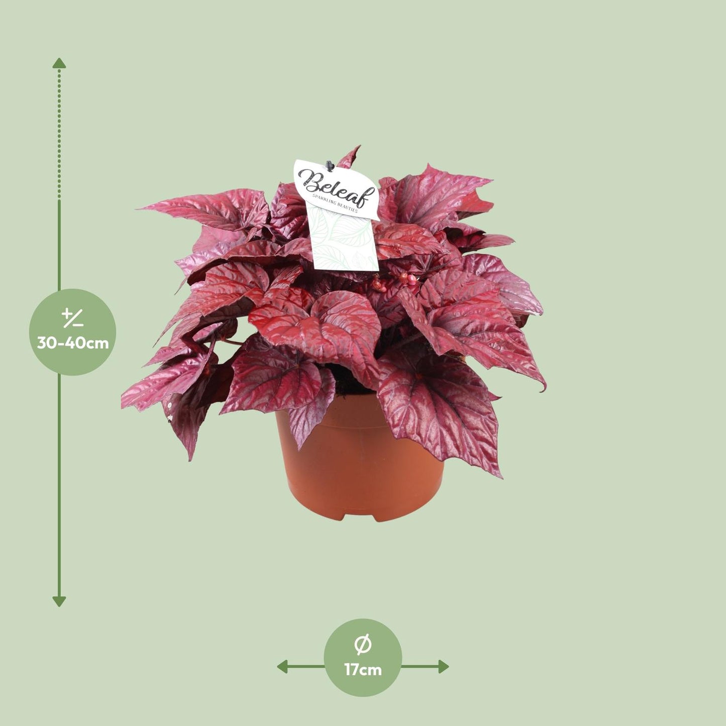 Begonia Beleaf Inca Flame – Farbintensive Zimmerpflanze Ø17cm