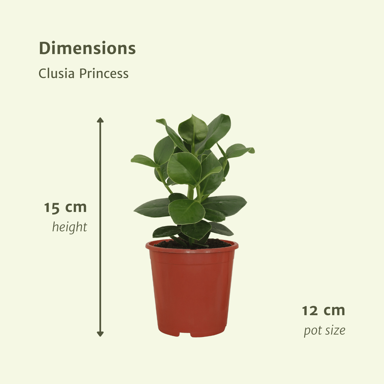 Clusia Princess Zimmerpflanze – 2er Set, Ø12cm, ca. 15cm hoch