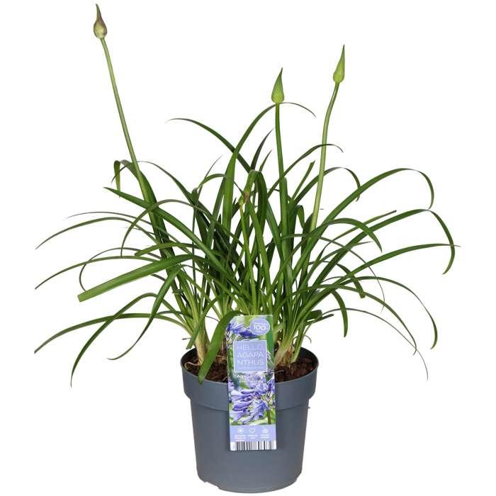 Agapanthus 'Ever Sapphire' – Blauer Schmuck für Garten & Balkon