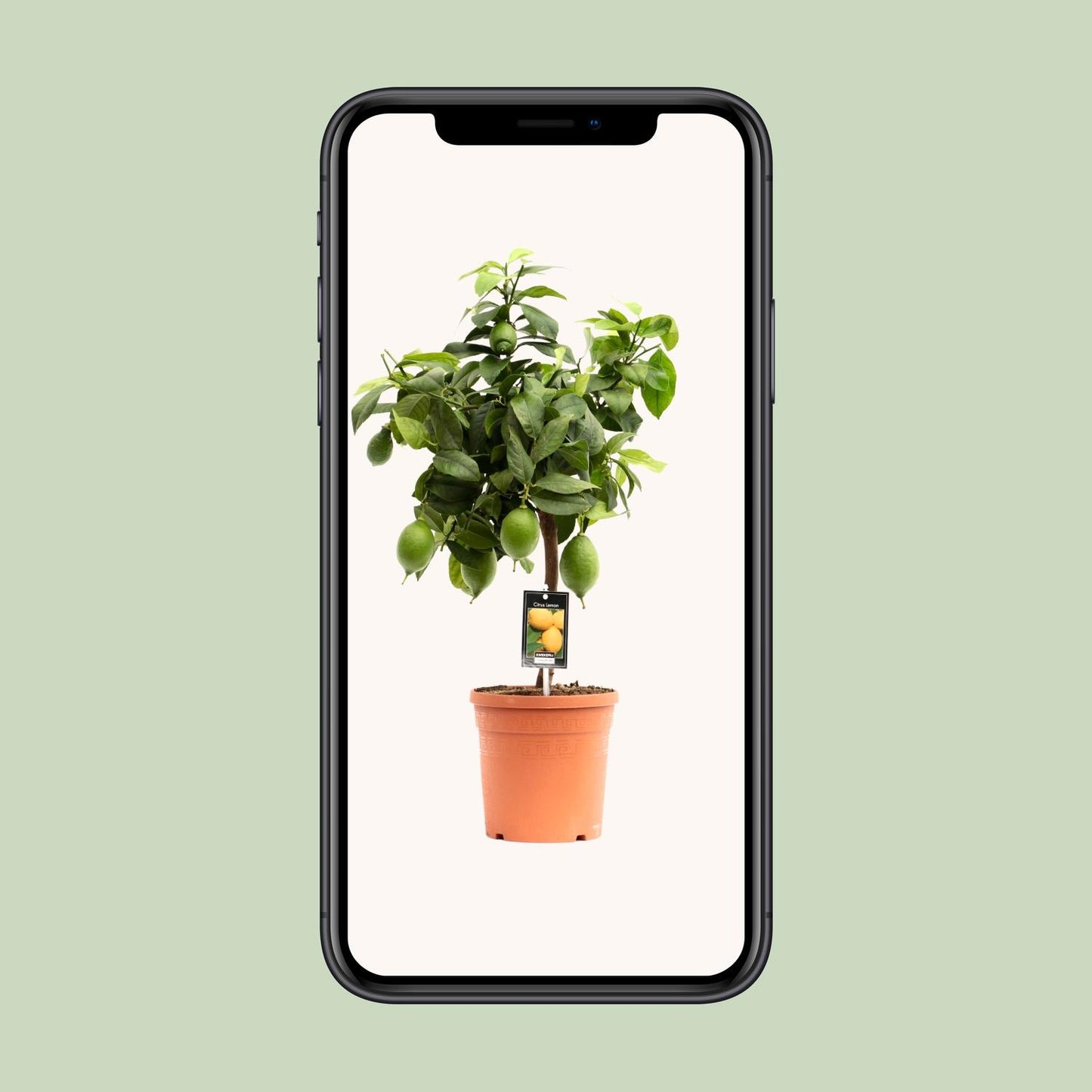 Zitronenbaum Citrus Lemon Ø19cm, ca. 70cm hoch