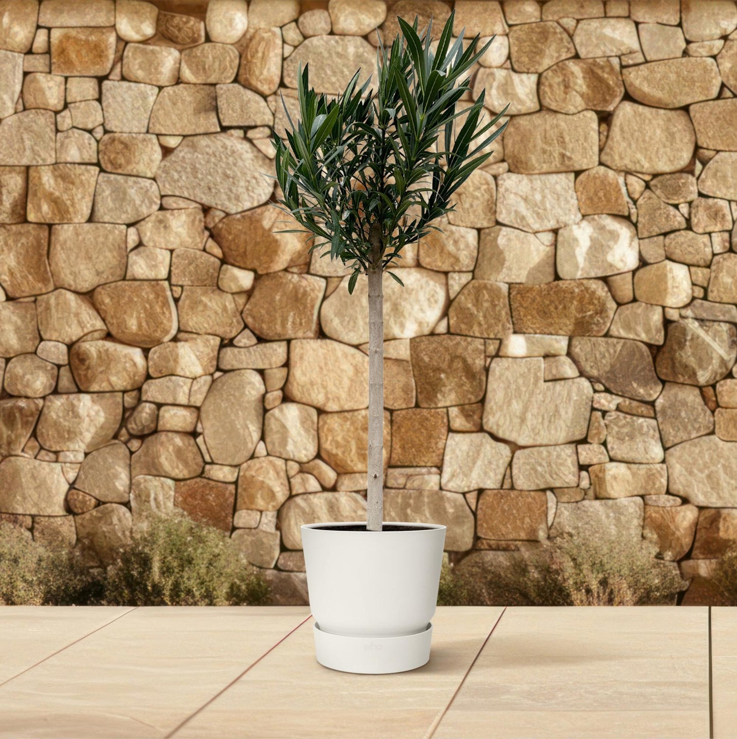Nerium Oleander Stamm mit rosa Blüte – 170 cm – Ø30 cm
