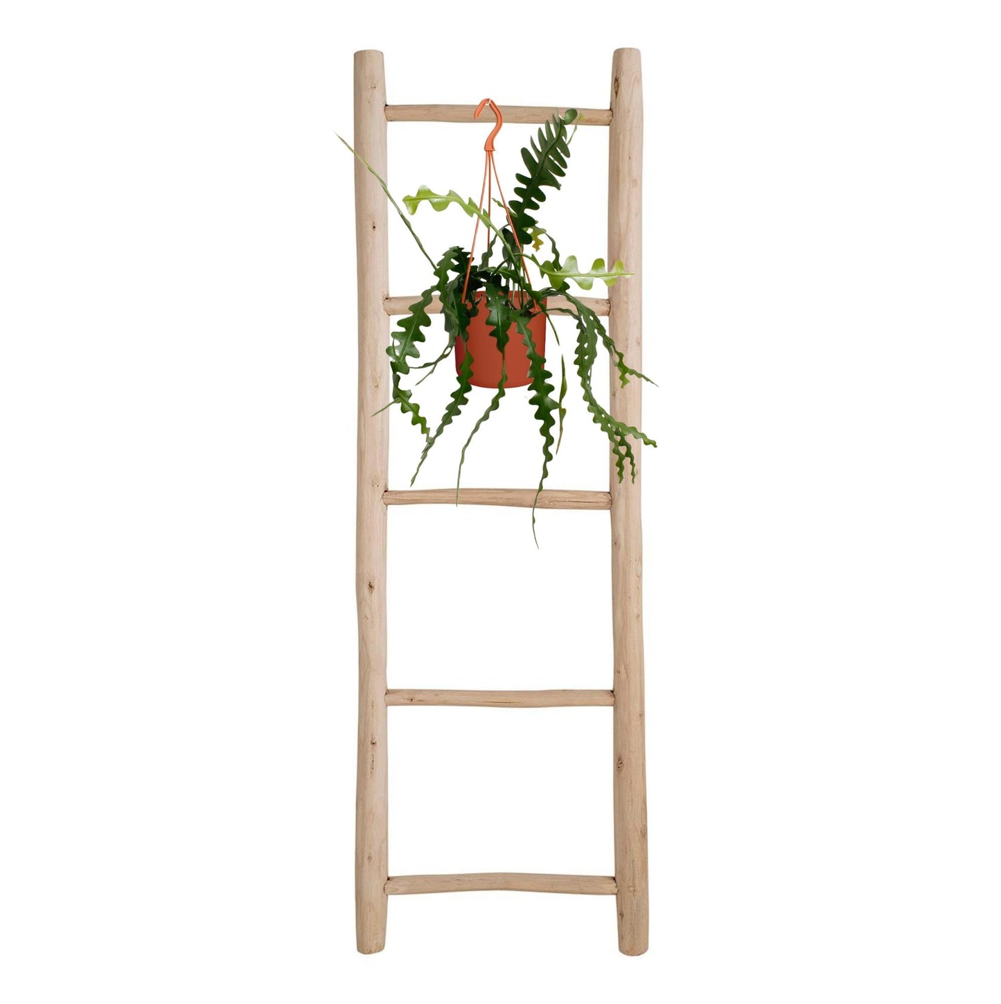 Epiphyllum Anguliger – Fischgrätenkaktus Ø17cm, 35cm hoch