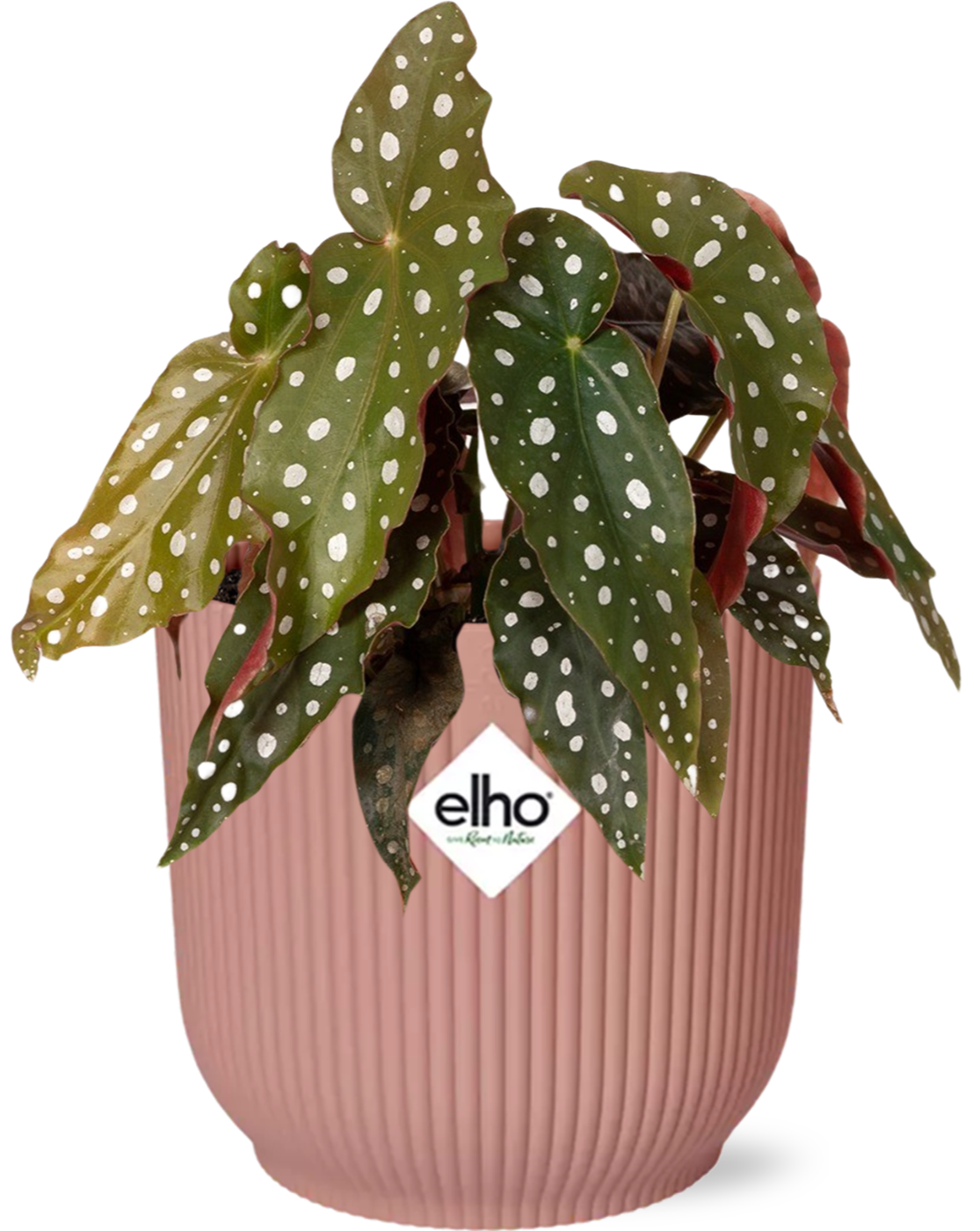 Begonia Maculata im ELHO Vibes Fold Topf 14 cm rosa