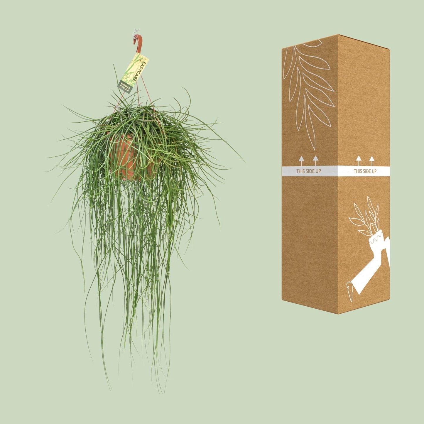 Rhipsalis Floccosa – Pflegeleichte Hängepflanze Ø21cm