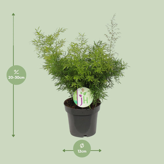 Asparagus Cwebe – pflegeleichter Spargelfarn Ø12cm, 30cm hoch