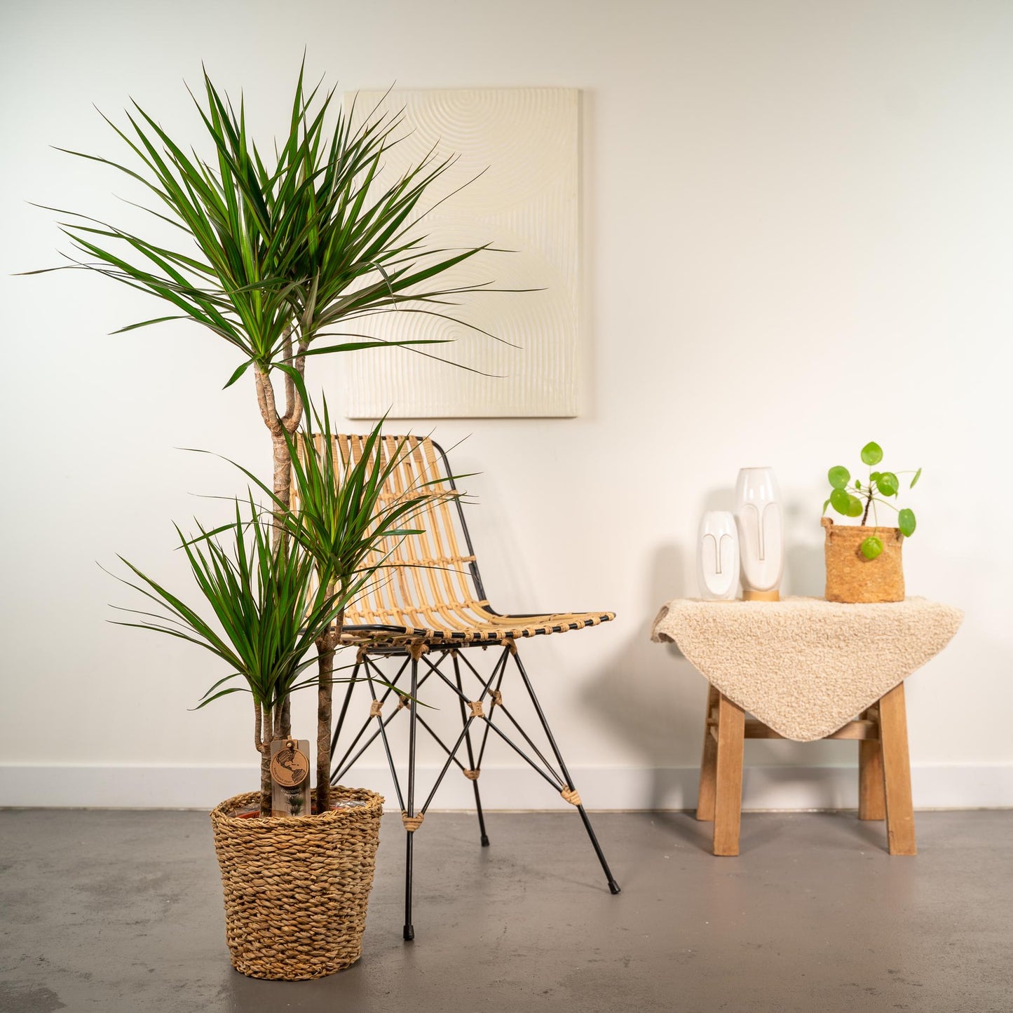Dracaena Marginata – Pflegeleichter Drachenbaum mit Korb, 120 cm