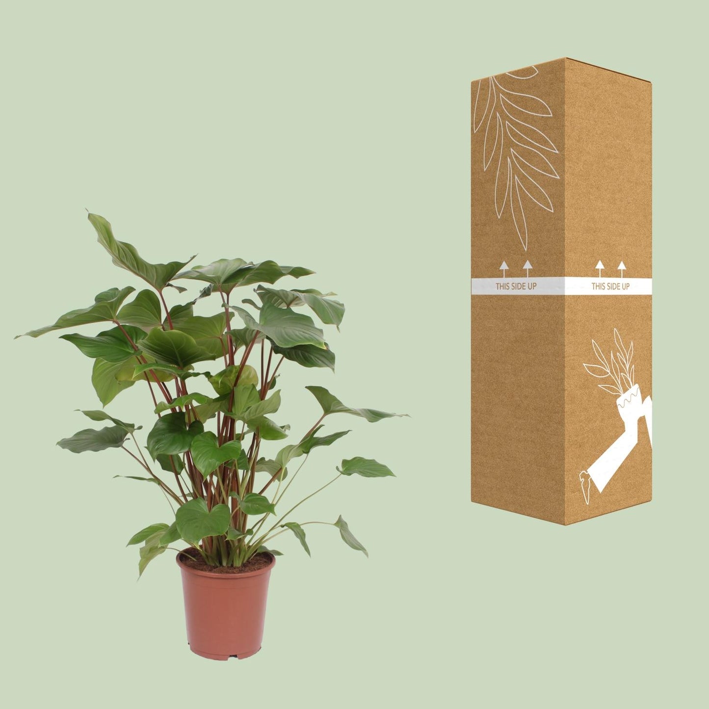 Homalomena Rubescens Maggy – Pflegeleichte Zimmerpflanze Ø24cm