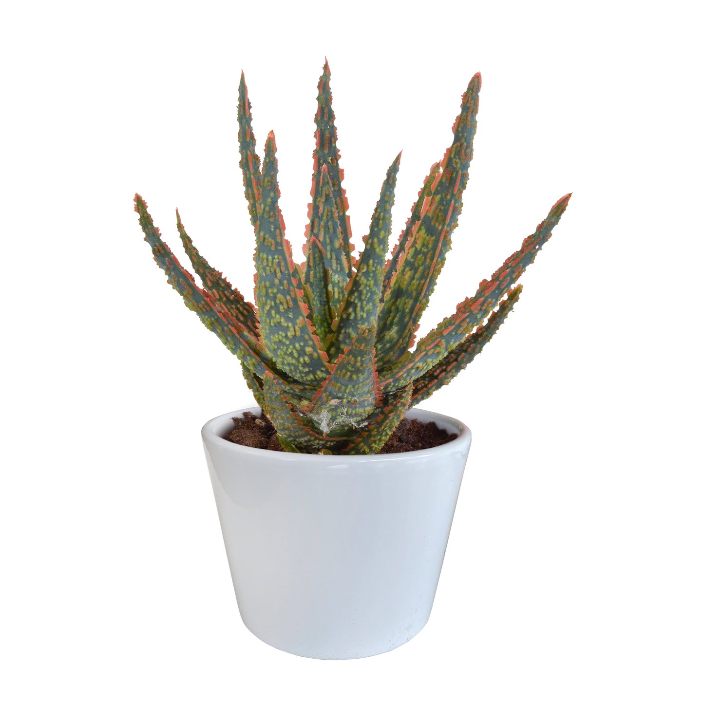 Aloe Zebrina Dannyz 10,5cm im weißen Topf