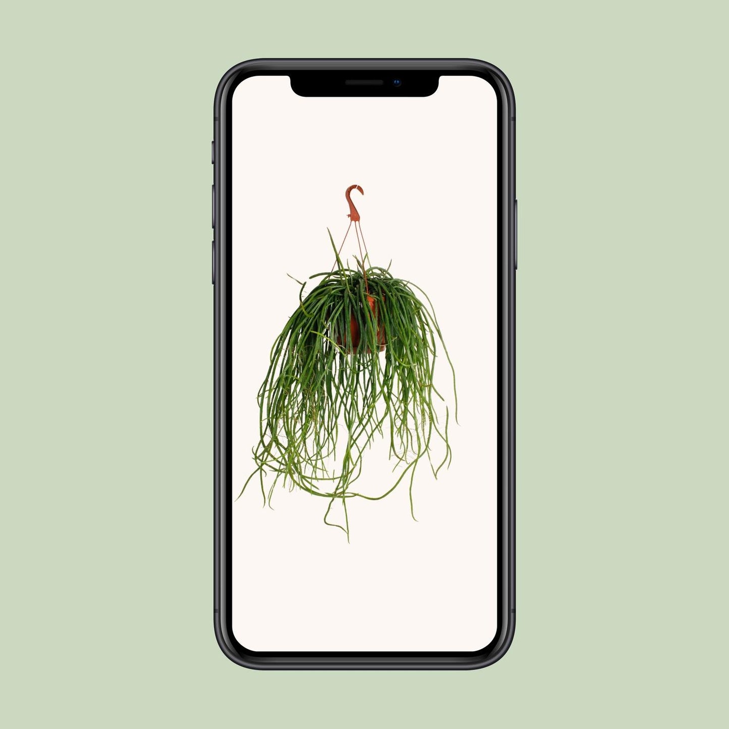 Selenisereus Wercklei – Pflegeleichte & robuste Zimmerpflanze Ø21cm