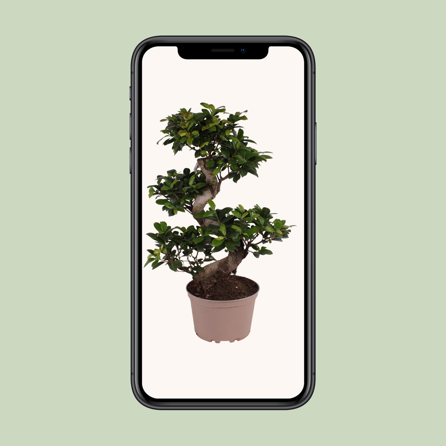 Ficus M. Ginseng – Pflegeleichter Zimmerbaum Ø22cm, 70cm hoch