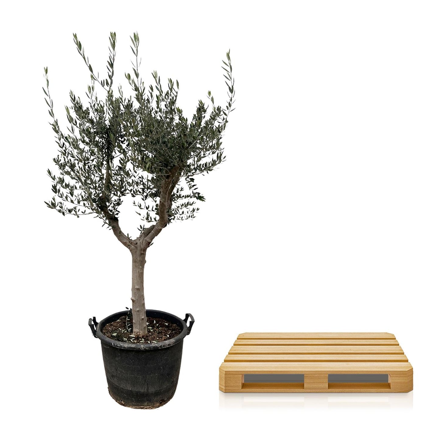 Olea Europaea Cultivo – Eleganter Olivenbaum 220 cm