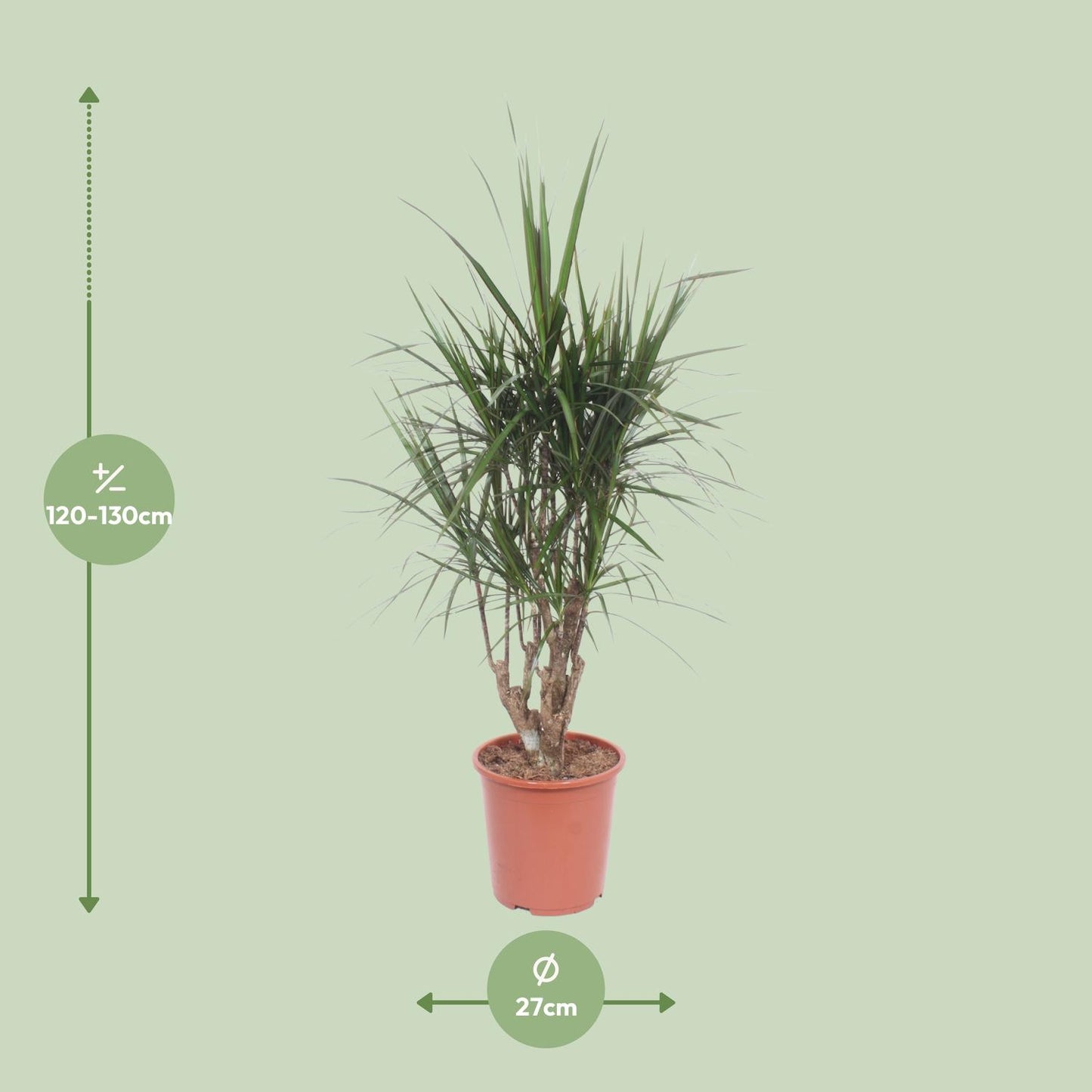 Dracaena Marginata – pflegeleichter Drachenbaum Ø27cm, 130cm hoch