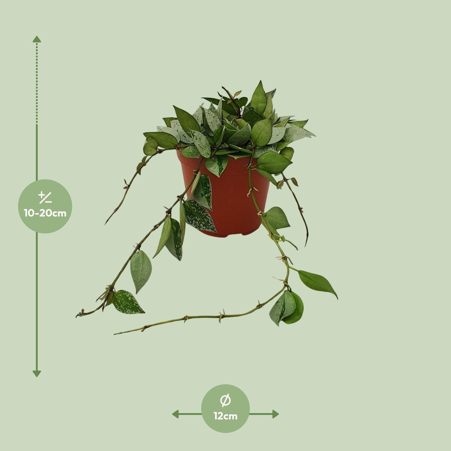 Hoya Krohniana Eskimo – Pflegeleichte Wachsblume im 12cm Topf