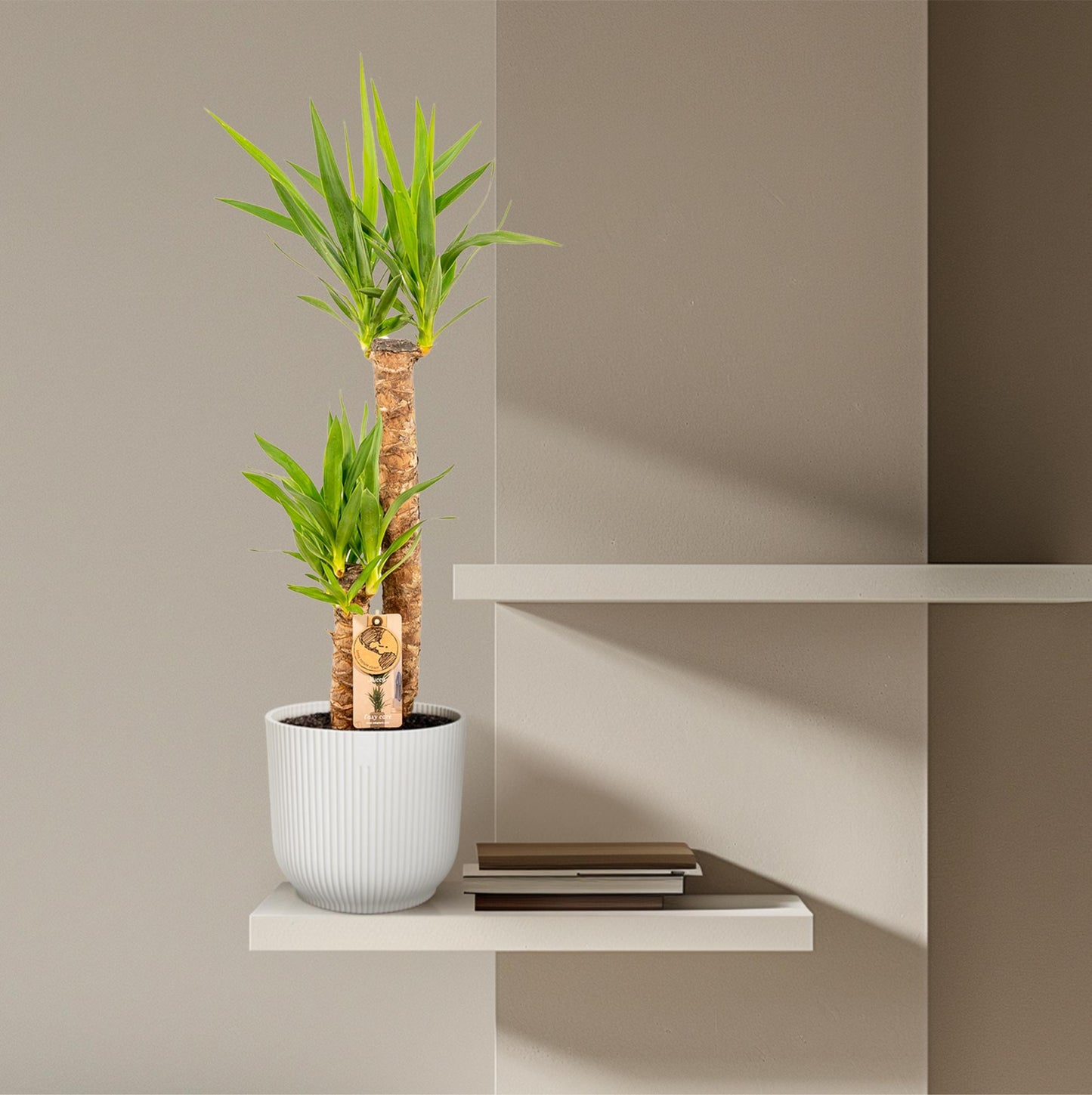 Yucca - Ø21 cm Topf - ca. 100 cm Höhe