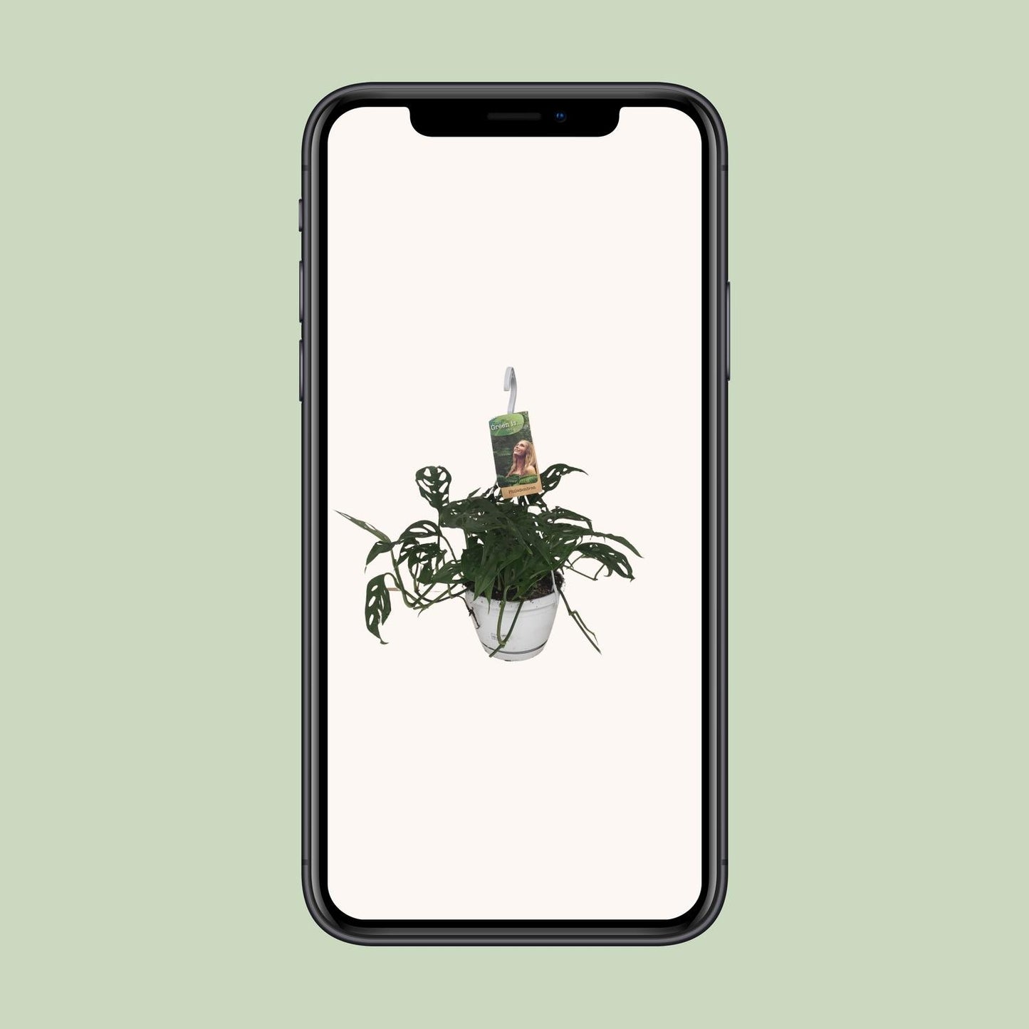 Monstera Obliqua – Tropische pflegeleichte Zimmerpflanze Ø17cm