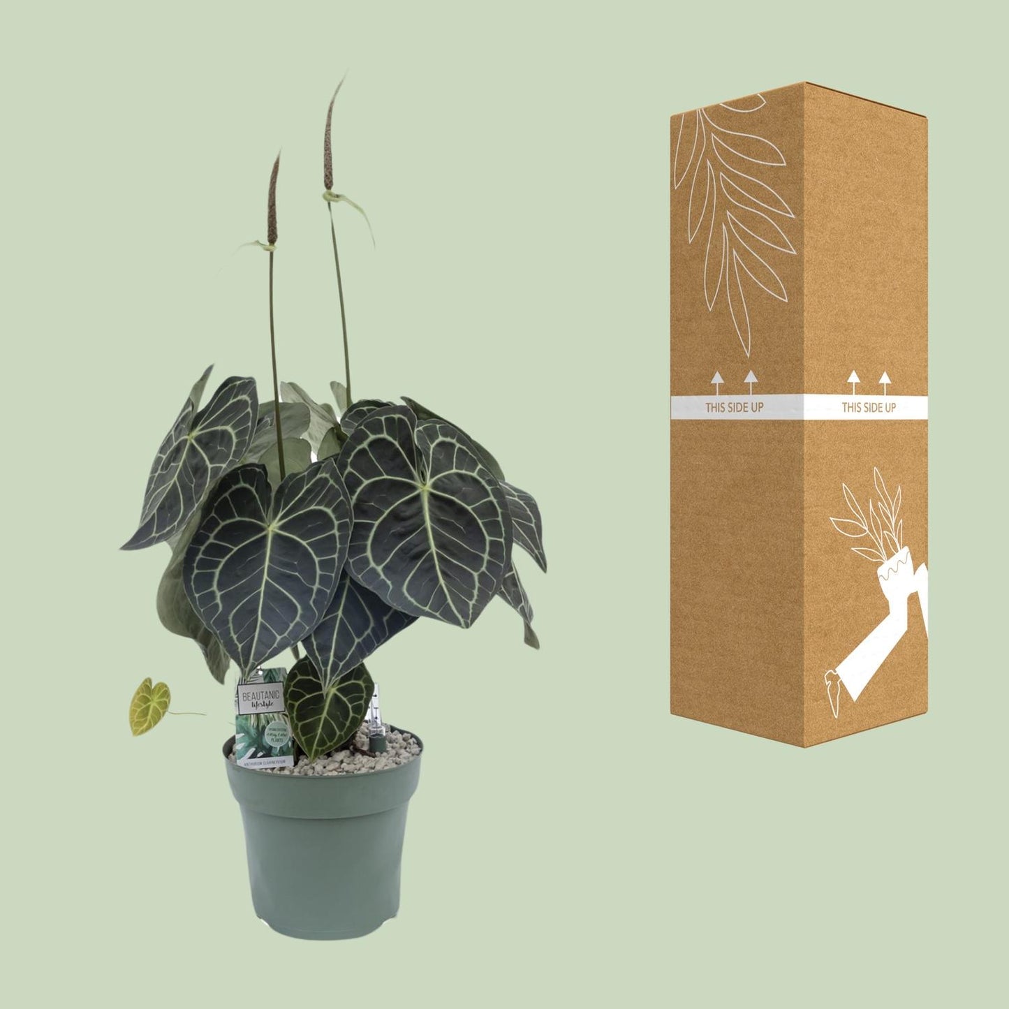 Anthurium Clarinervium – Tropische, pflegeleichte Zimmerpflanze 80 cm