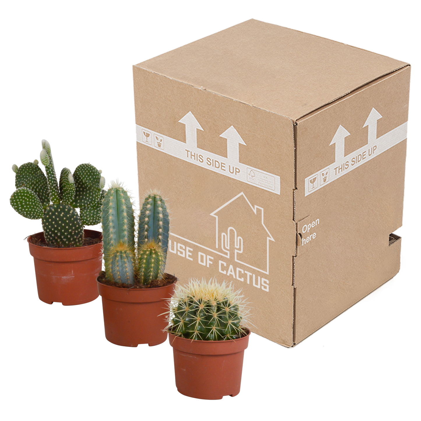 Kakteenmischung 3er-Set 10,5 cm – pflegeleicht & robust