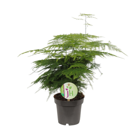 Asparagus Plumosus – elegante, pflegeleichte Zimmerpflanze Ø12cm