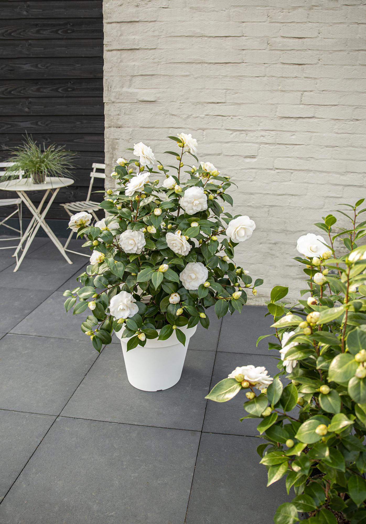 Kamelie 'Nuccio's Gem' – Eleganter Zierstrauch Ø19cm, 65cm