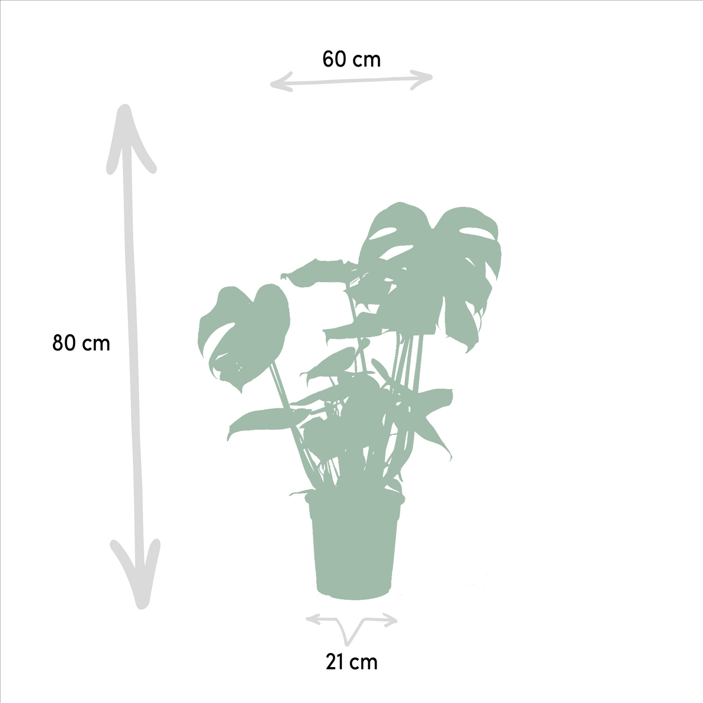 Tropen-Trio: Monstera, Alocasia & Strelitzia Set