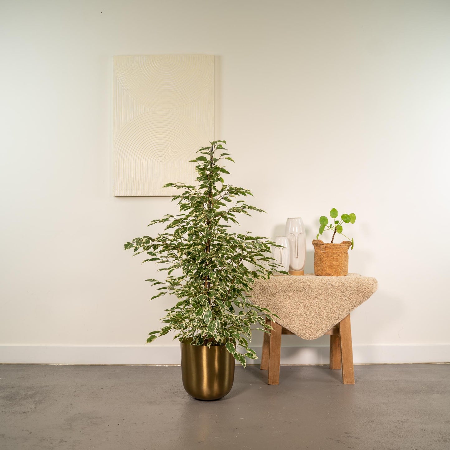Ficus benjamina Twilight – Elegante & pflegeleichte Zimmerpflanze Ø21cm