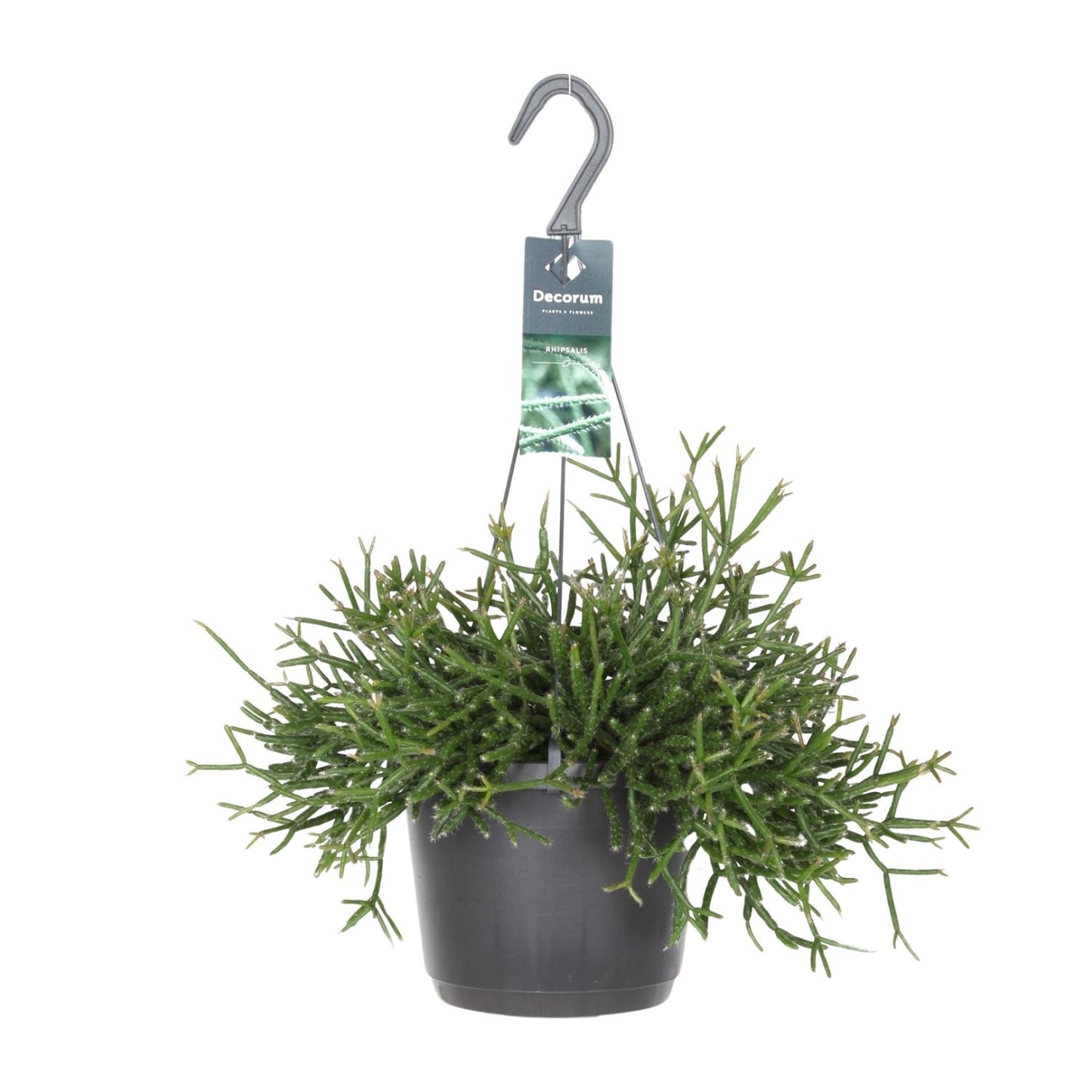 Rhipsalis Burchellii – Pflegeleichte Zimmerpflanze Ø17cm