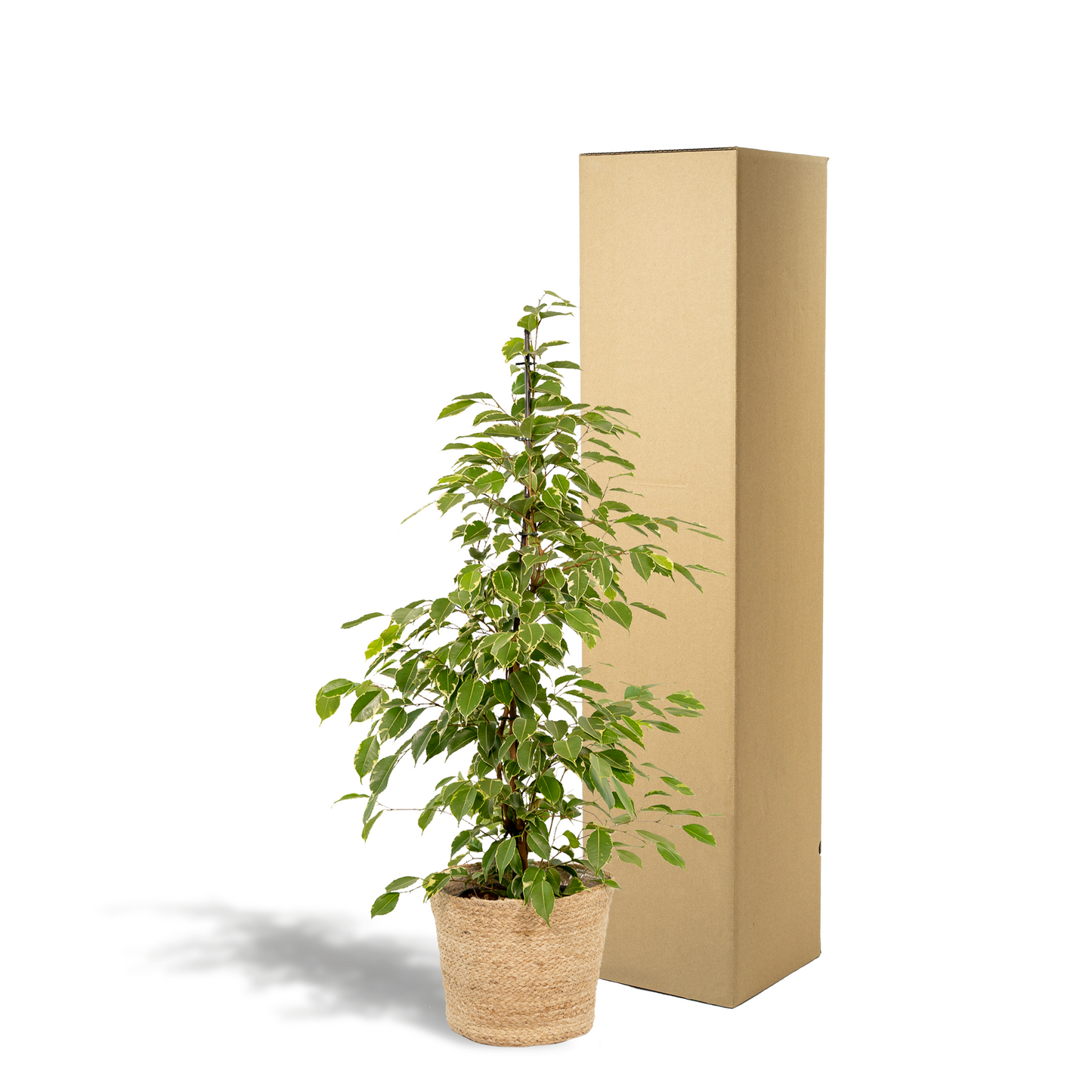 Ficus benjamina Goldenking Ø21cm mit Korb Selin