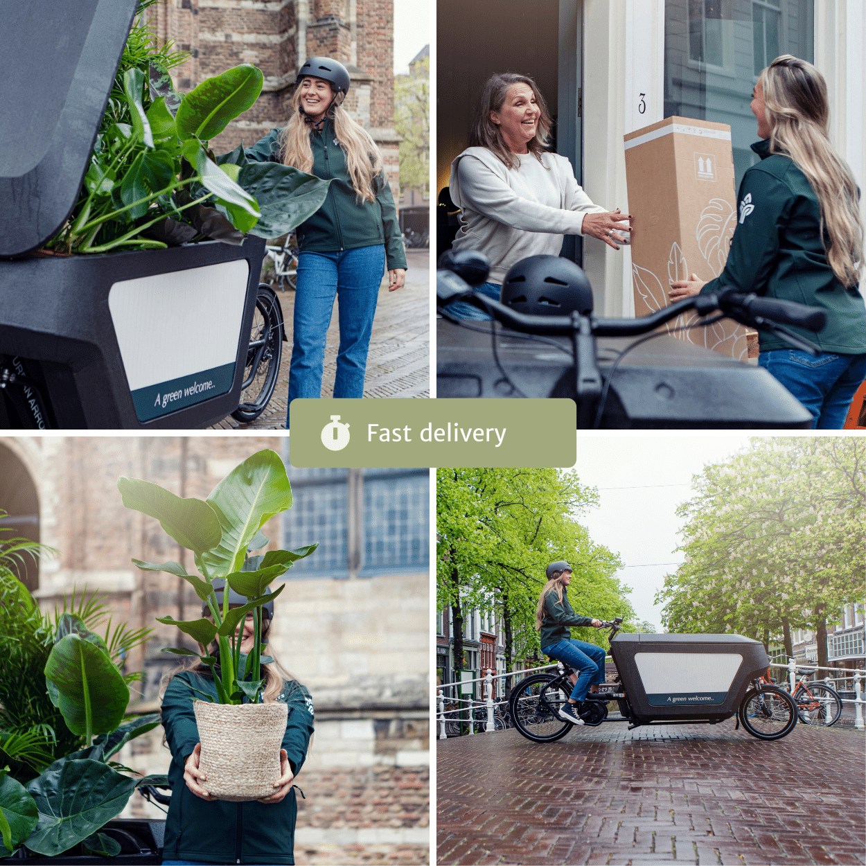 2x Zamioculcas Zamiifolia – Pflegeleichte Smaragdpalmen 70 cm