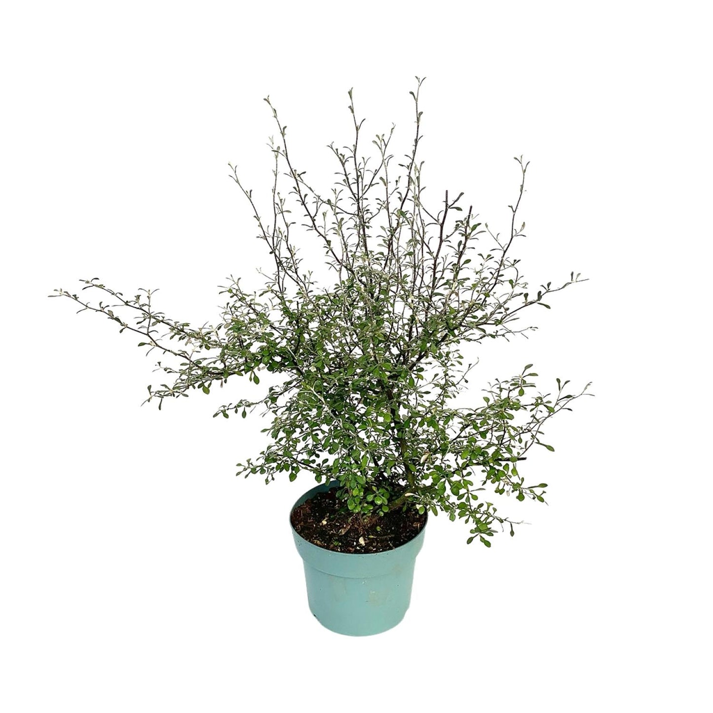 Zigzag-Pflanze Corokia – Pflegeleicht & Robust, 60cm