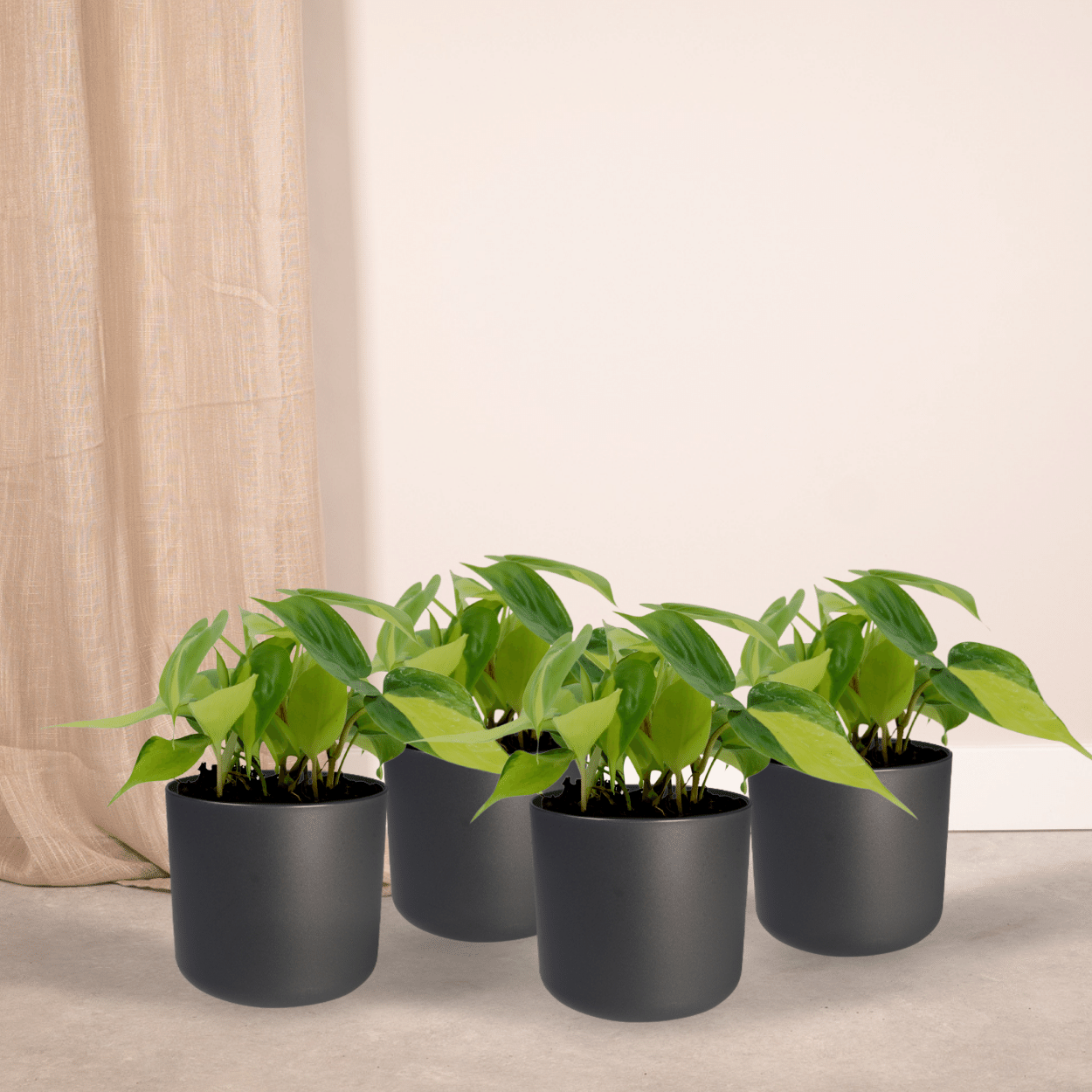Philodendron Scandens Brasil – 4er-Set, pflegeleicht & grün