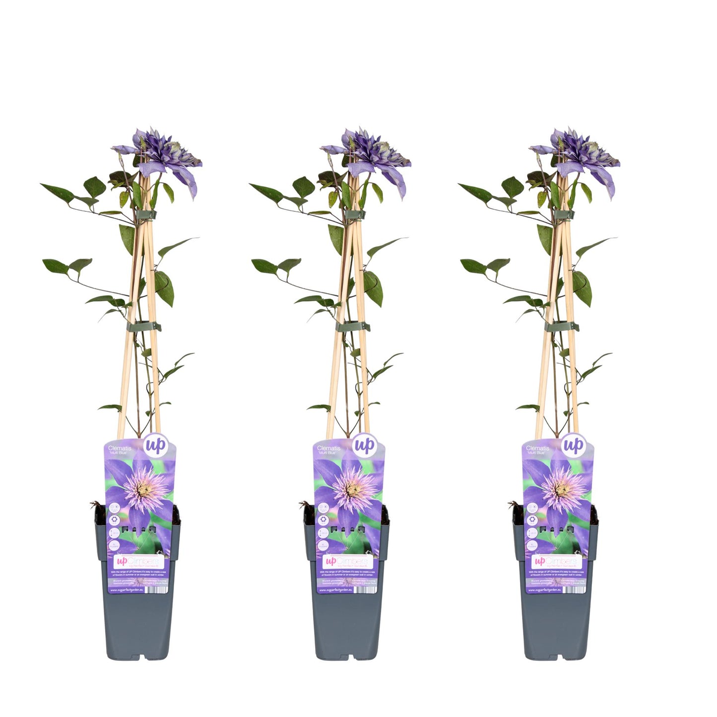 3x Clematis Multi Blue – Blühende, pflegeleichte Kletterpflanze Ø15cm