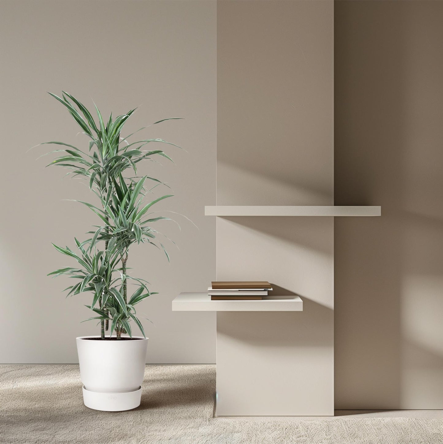Dracaena Warneckei – Pflegeleichte Zimmerpflanze 145 cm